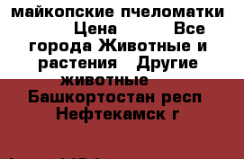  майкопские пчеломатки F-1  › Цена ­ 800 - Все города Животные и растения » Другие животные   . Башкортостан респ.,Нефтекамск г.